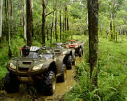 ATVs in the forest